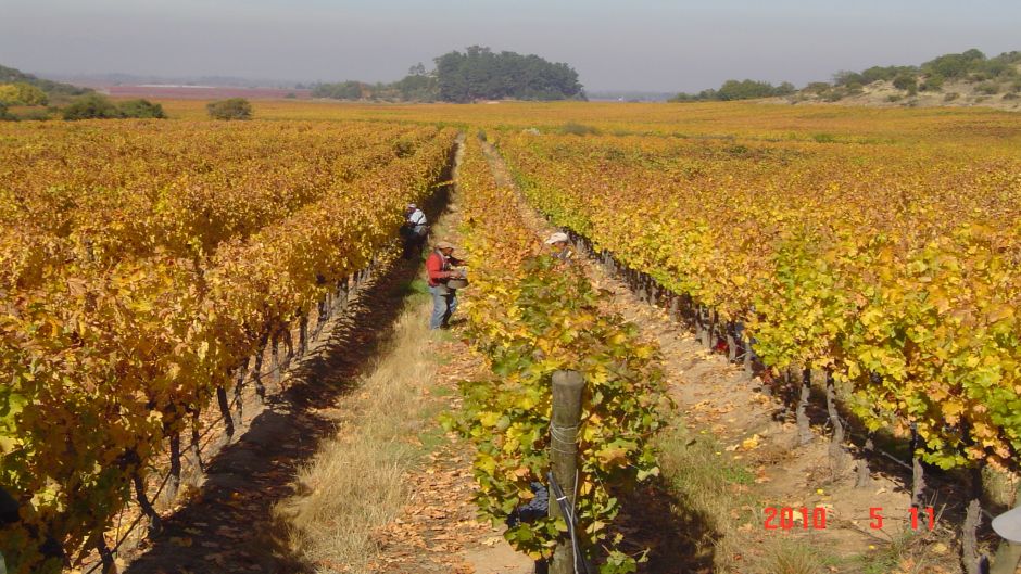 ROTA DO VINHO - VALE CURICO, , 