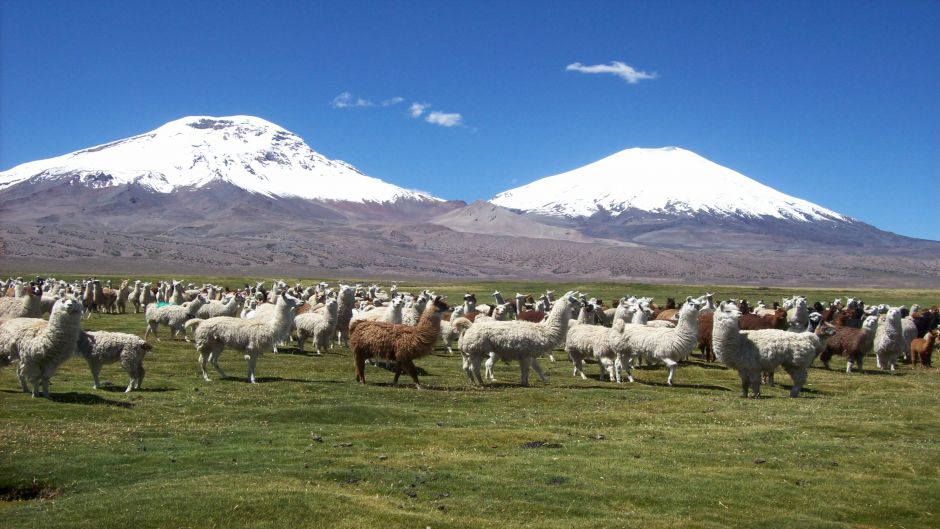 PARQUE NACIONAL LAUCA E SALAR SURIRE, , 