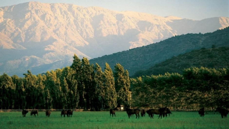 ROTA DO VINHO - VALE DE MAIPO. CHILE, , 