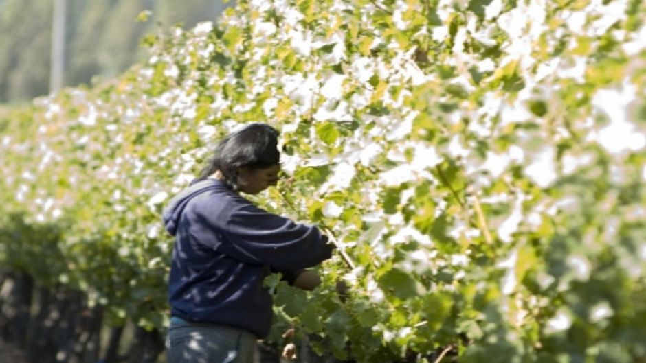 ROTA DO VINHO - VALE DE MAIPO. CHILE, , 