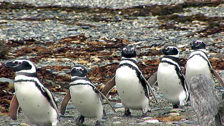 PUNTA ARENAS E PINGüIM, , 