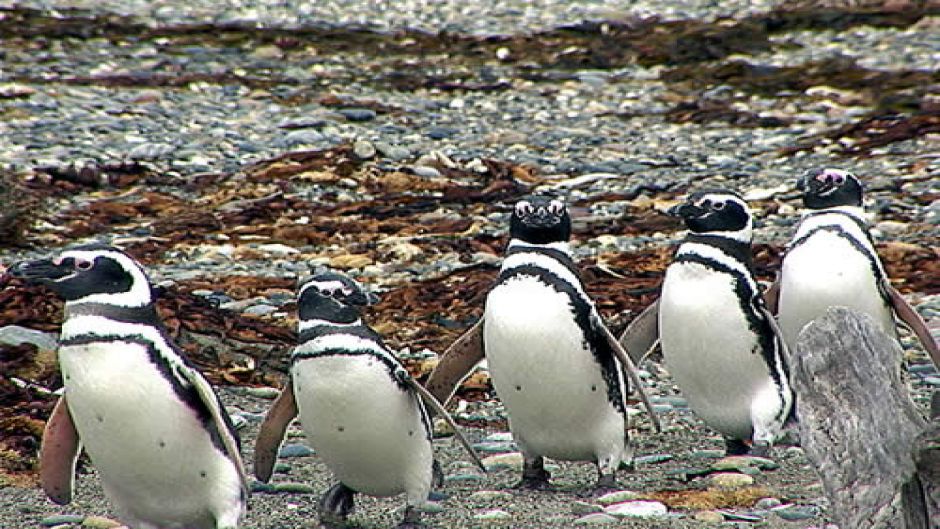 PUNTA ARENAS E PINGüIM, , 