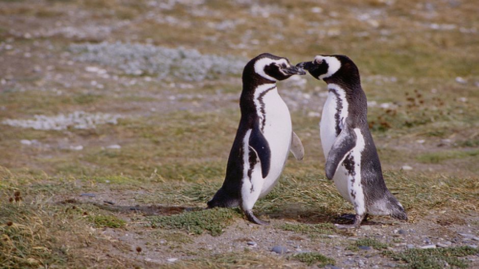 PUNTA ARENAS E PINGüIM, , 