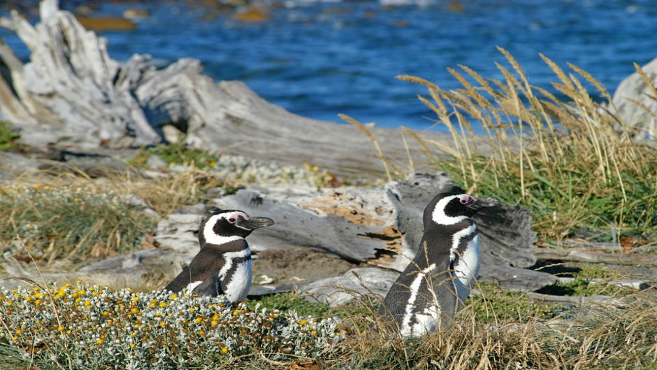 PUNTA ARENAS E PINGüIM, , 