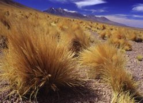 SAN PEDRO DE ATACAMA E SEU ENTORNO