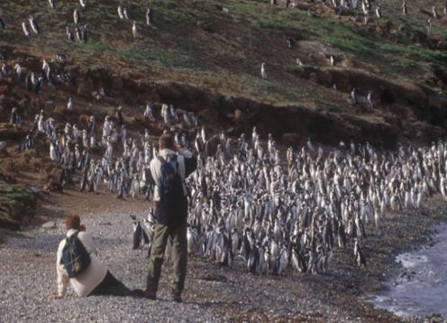 PUNTA ARENAS E PINGüIM