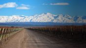 MENDOZA E VINHOS, , 