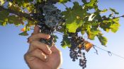 MENDOZA E VINHOS, , 