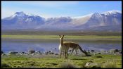 PARQUE NACIONAL LAUCA E SALAR SURIRE, , 