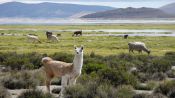 PARQUE NACIONAL LAUCA E SALAR SURIRE, , 