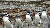 PUNTA ARENAS E PINGüIM, , 