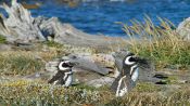 PUNTA ARENAS E PINGüIM, , 