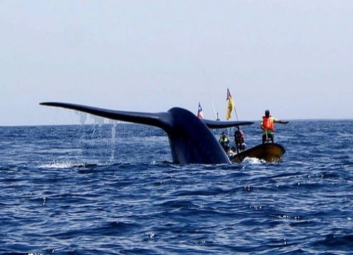 Chanaral  De Aceituno Tour - (observação Da Baleia), La Serena