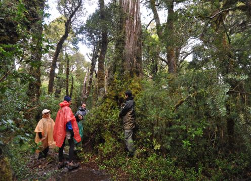 RESERVA COSTEIRA VALDIVIANA (ALERCE COASTAL), 