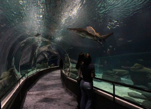 Evite linhas. Entrada para o aquário AquaRio. Rio de Janeiro, BRASIL