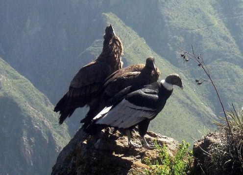 Tour ao Canyon de Colca em 2 dias, começando e terminando em Arequipa. Arequipa, PERU