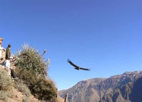 Colca e Puno Canyon de Arequipa. Arequipa, PERU