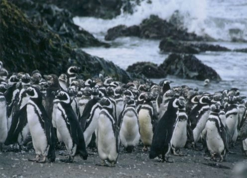 ISLA GRANDE DE CHILOE; ANCUD E  PINGUINERAS DE PUIHUIL, 