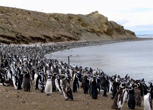 PINGUINERAS ILHA MAGDALENA, 