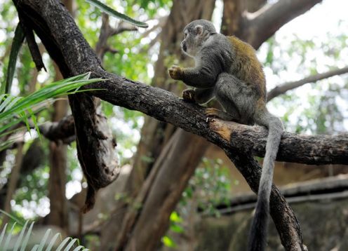 Visita ao zoológico El Pantanal em Guayaquil. Guayaquil, Equador