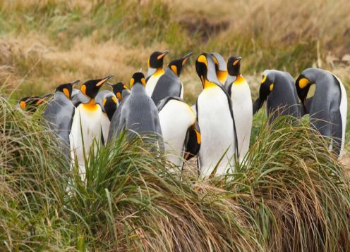 Tierra del Fuego e King Penguin Park. , CHILE