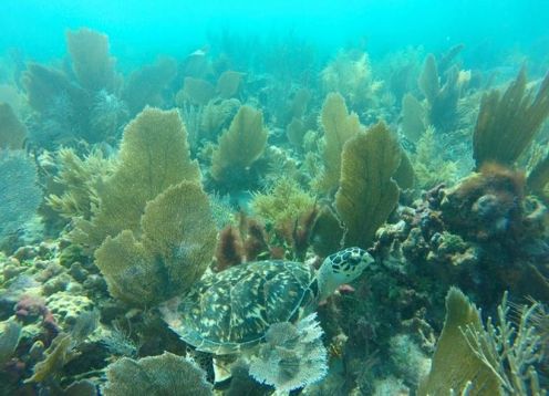 Mergulho com snorkel em San Juan de Puerto Rico. , PUERTO RICO