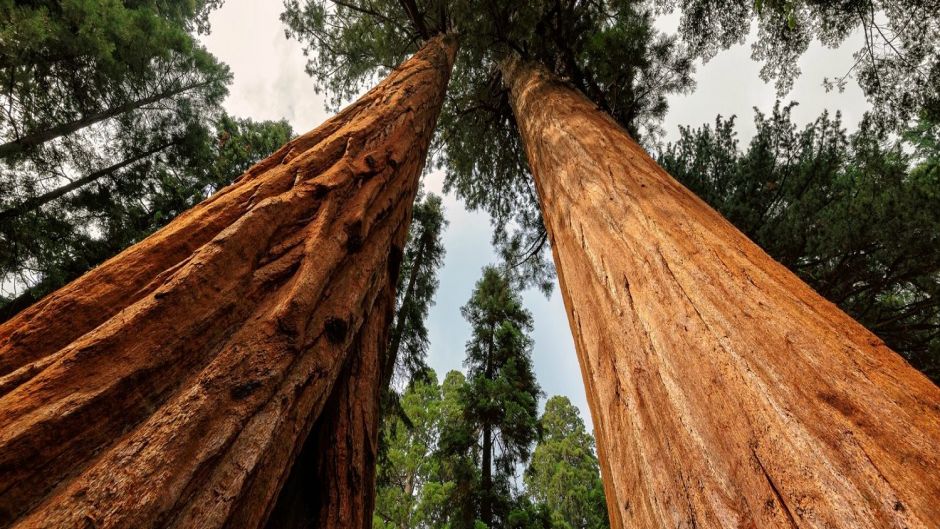 ExcursÃ£o em SÃ£o Francisco para conhecer Sequioias e Vinhos, San Francisco, CA, ESTADOS UNIDOS