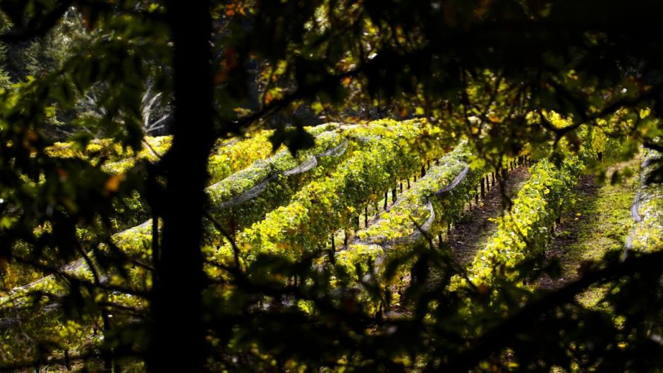 ExcursÃ£o em SÃ£o Francisco para conhecer Sequioias e Vinhos, San Francisco, CA, ESTADOS UNIDOS