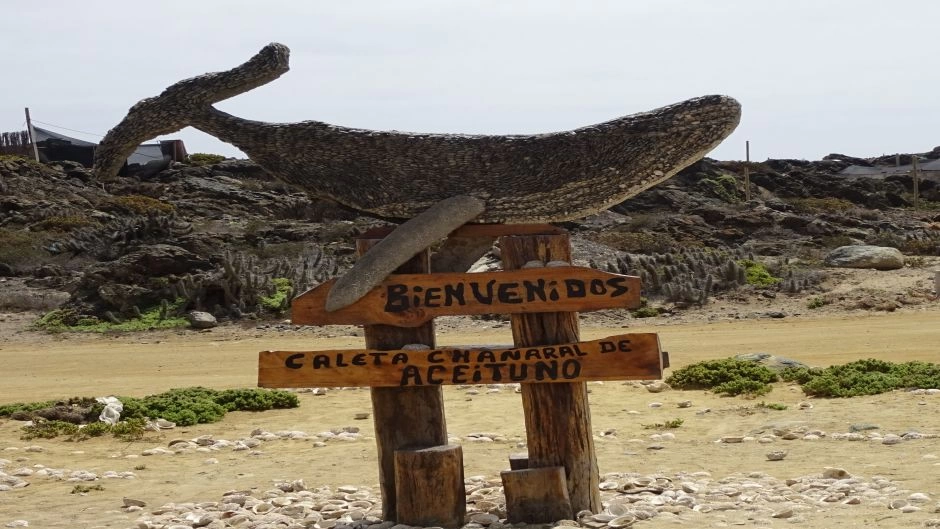 Chanaral  de Aceituno Tour - (ObservaÃ§Ã£o da baleia), La Serena, CHILE