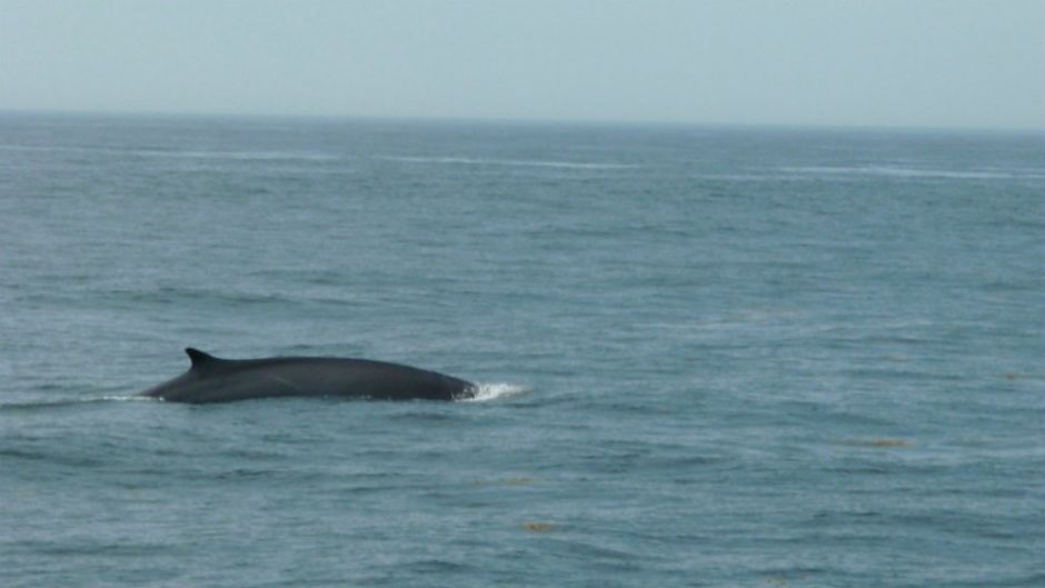 MAIS FOTOS, Chanaral  de Aceituno Tour - (ObservaÃ§Ã£o da baleia)