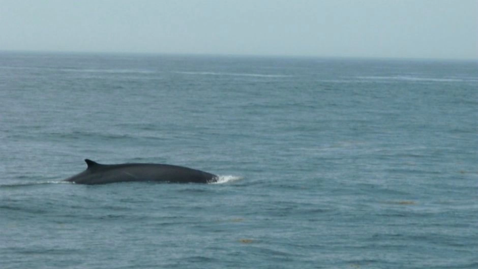 Chanaral  de Aceituno Tour - (ObservaÃ§Ã£o da baleia), La Serena, CHILE
