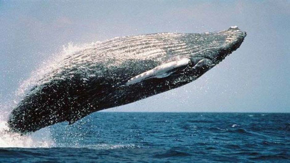 Chanaral  de Aceituno Tour - (ObservaÃ§Ã£o da baleia), La Serena, CHILE