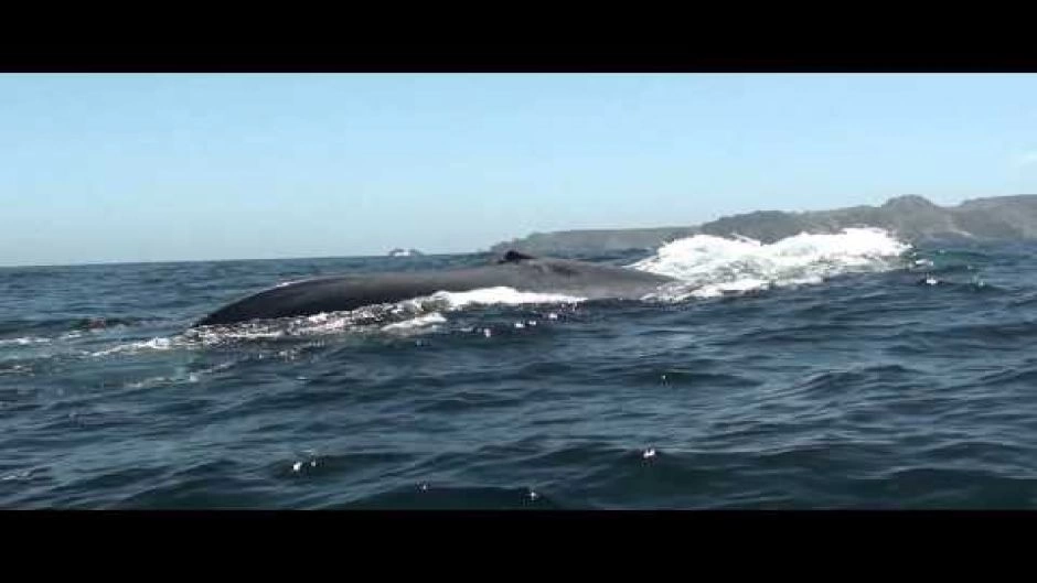 Chanaral  de Aceituno Tour - (ObservaÃ§Ã£o da baleia), La Serena, CHILE