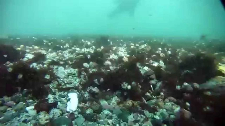 Batismo submarino Punta de Choros, La Serena, CHILE