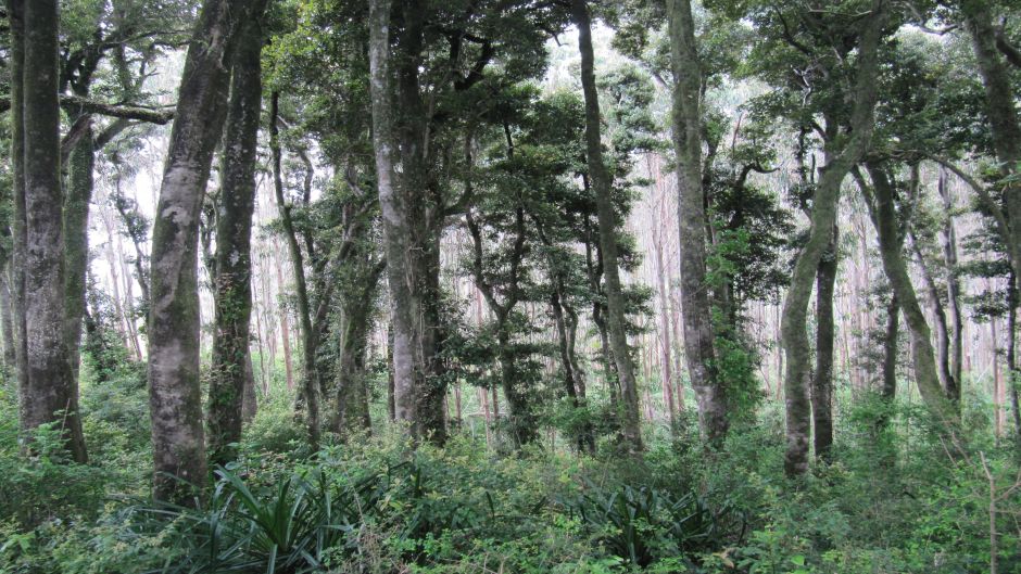 RESERVA COSTEIRA VALDIVIANA (ALERCE COASTAL), Valdivia, CHILE