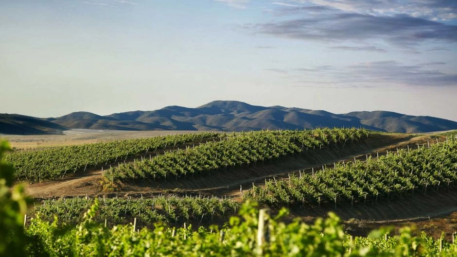 Rota do vinho, Valle del Limari., La Serena, CHILE