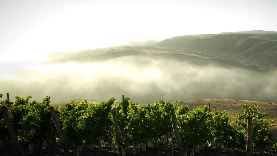Rota do vinho, Valle del Limari., La Serena, CHILE