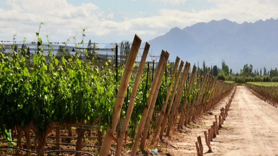 Rota dos Vinhos Valle de Uco, Mendoza, Mendoza, ARGENTINA