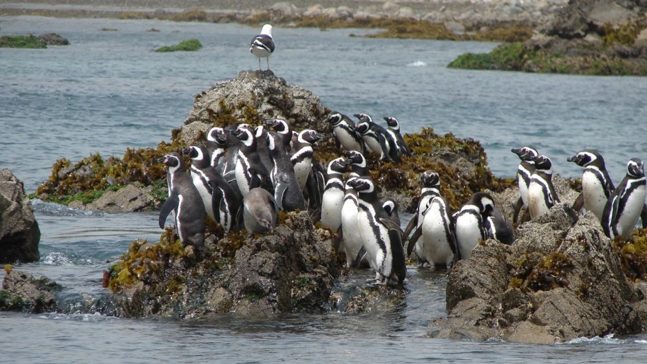 ISLA GRANDE DE CHILOE; ANCUD E  PINGUINERAS DE PUÃIHUIL, Puerto Varas, CHILE