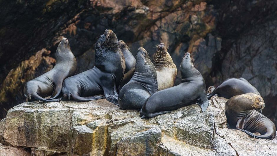 Tour Ã s Ilhas Ballestas, Paracas, PERU