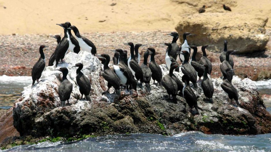 Reserva Natural de ExcursÃ£o de Paracas, Paracas, PERU