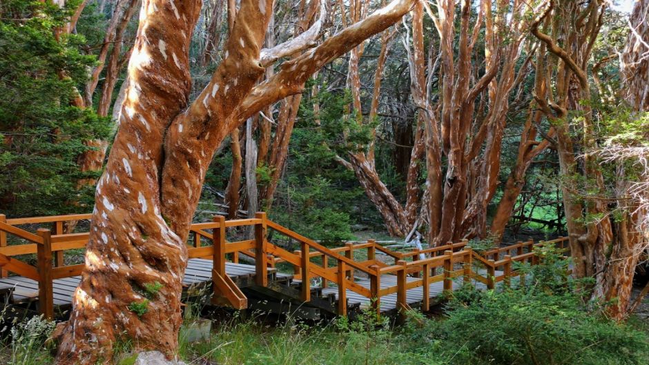 NavegaÃ§Ã£o Ilha Victoria e Bosque de Arrayanes, , 