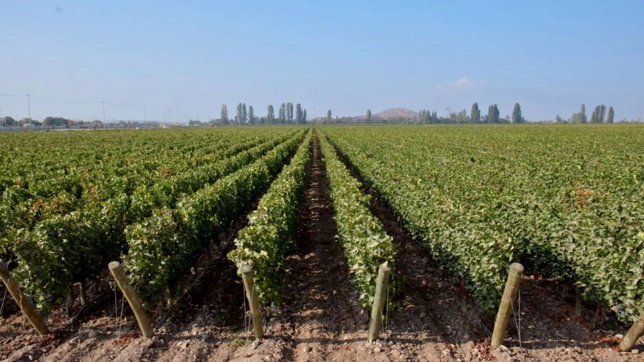 TOUR DE VINHO - CONCHA Y TORO E VINHA UNDURRAGA, Santiago, CHILE