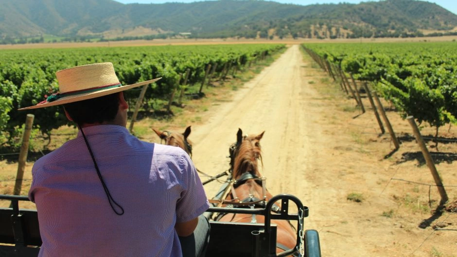 TOUR DE VINHO - VALE DE CASABLANCA, Santiago, CHILE