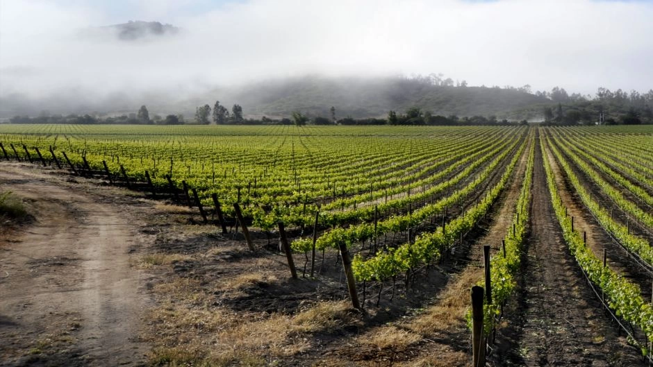 TOUR DE VINHO - VALE DE CASABLANCA, Santiago, CHILE