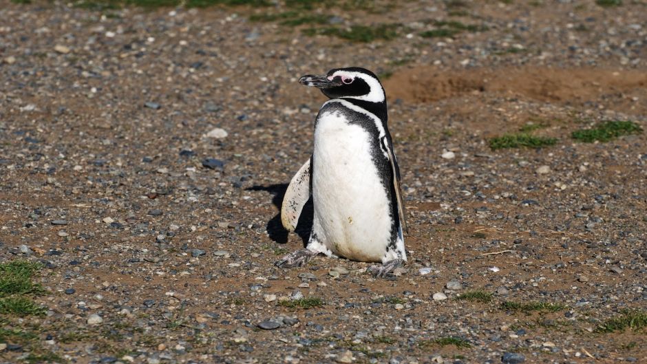 PINGUINERAS ILHA MAGDALENA, Punta Arenas, CHILE