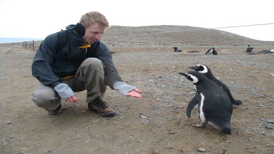 PINGUINERAS ILHA MAGDALENA, Punta Arenas, CHILE