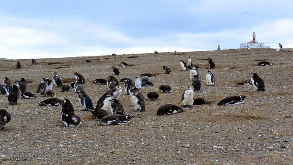 PINGUINERAS ILHA MAGDALENA, Punta Arenas, CHILE