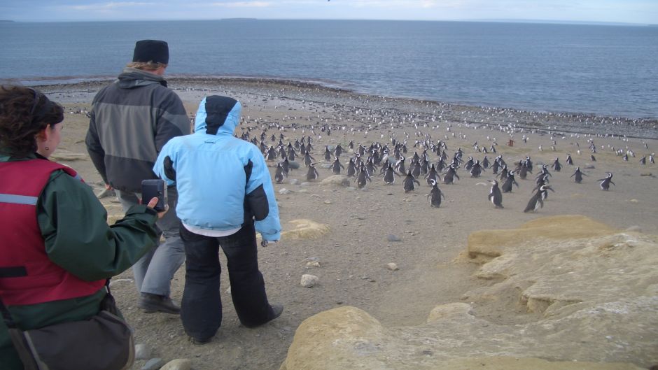 PINGUINERAS ILHA MAGDALENA, Punta Arenas, CHILE