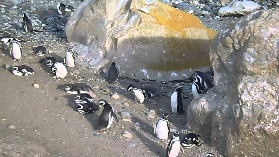 PINGUINERAS ILHA MAGDALENA, Punta Arenas, CHILE